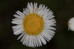 Oakleaf fleabane